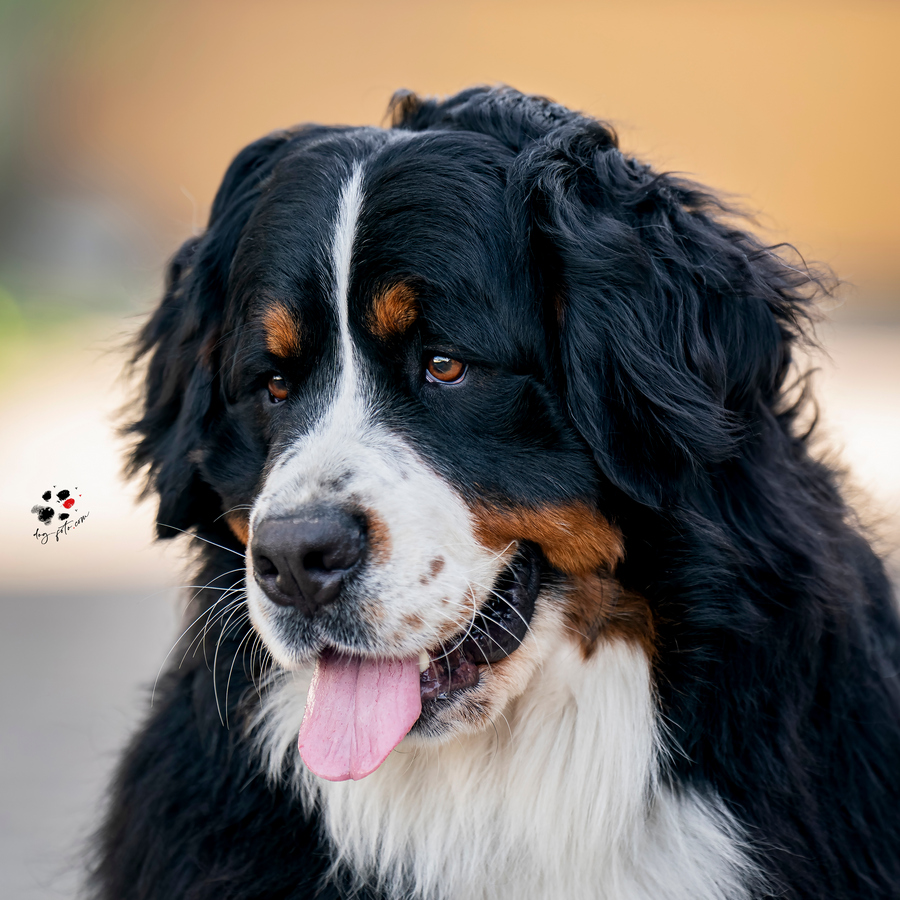 donna-profil